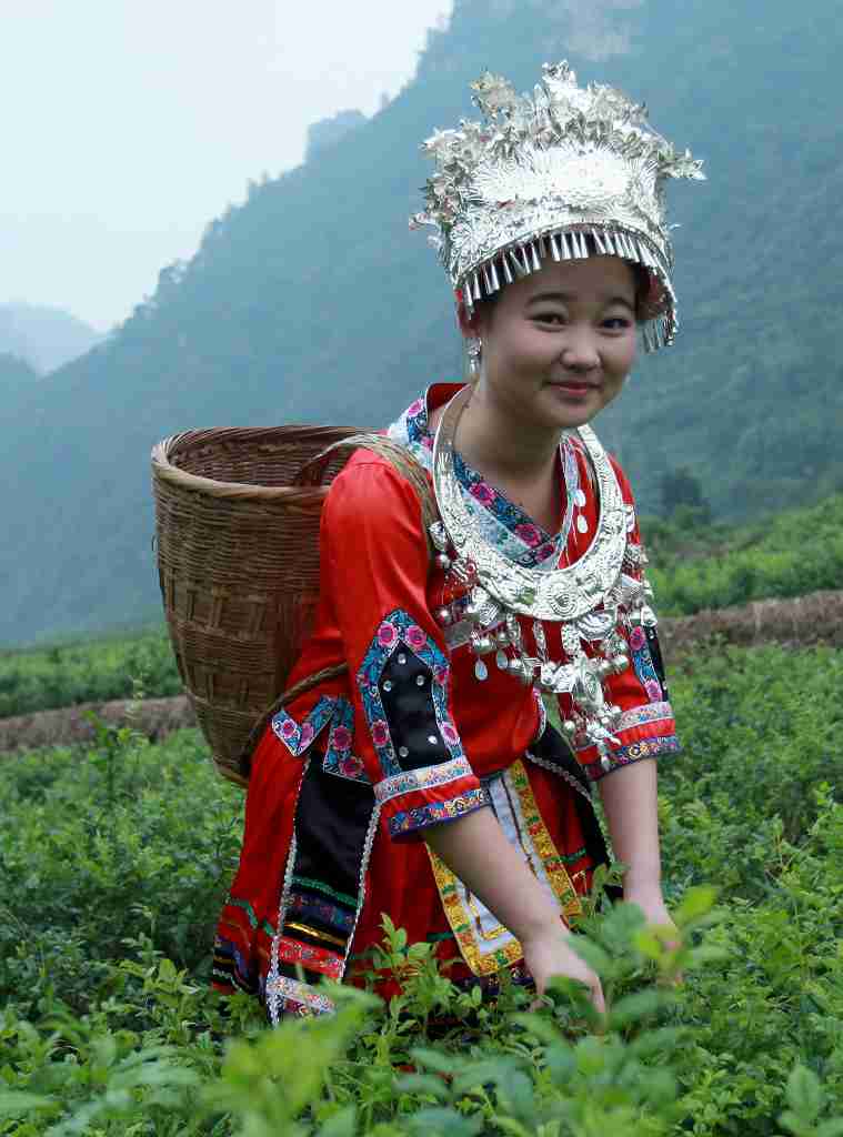 採茶女