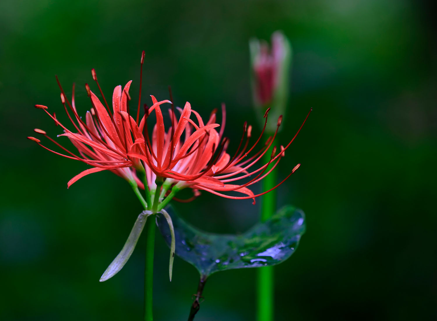 乌蒜花
