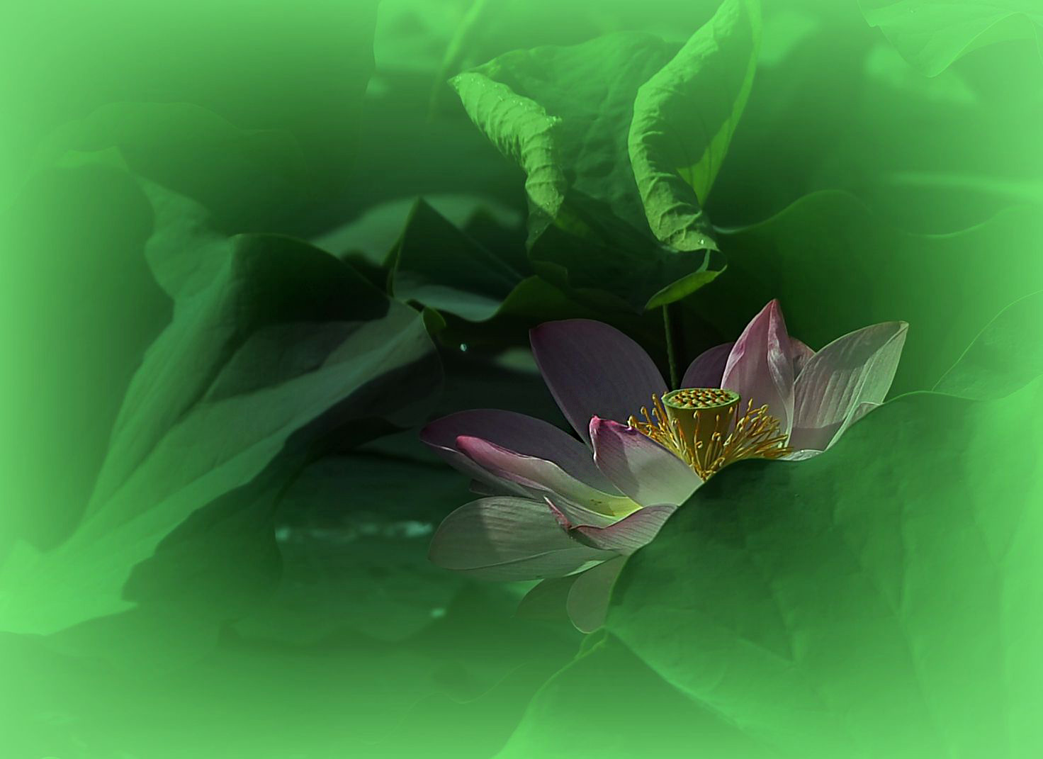 美荷