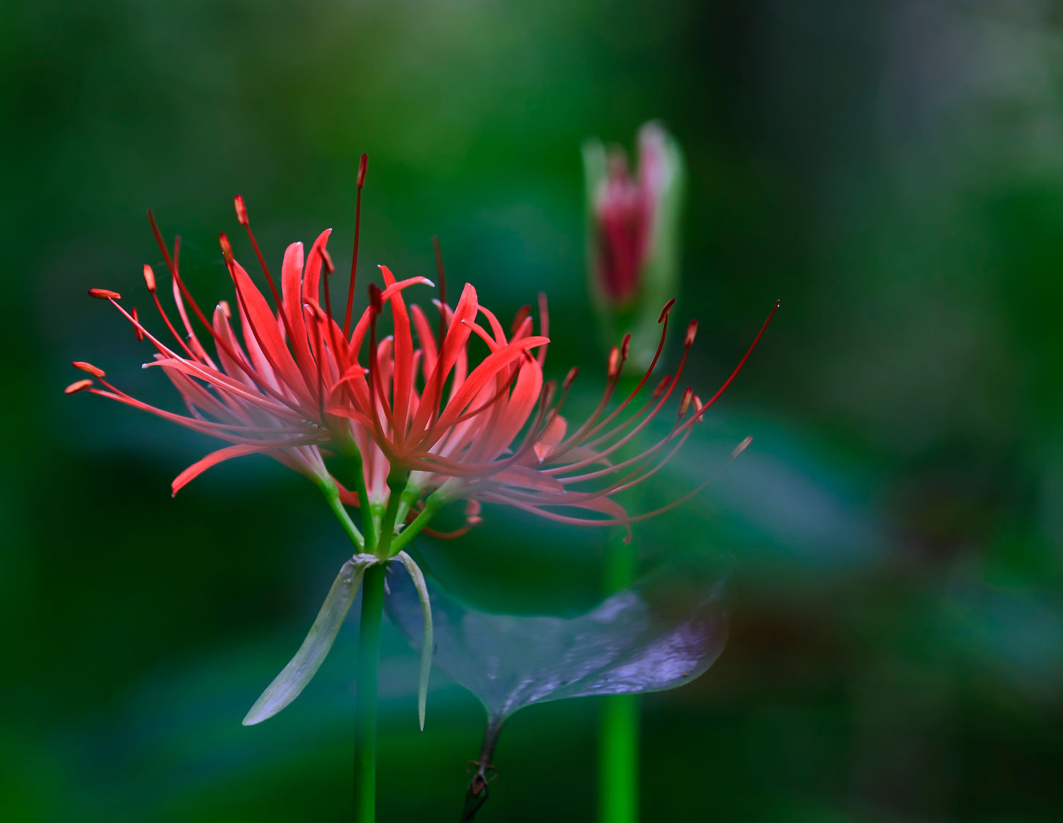 乌蒜花