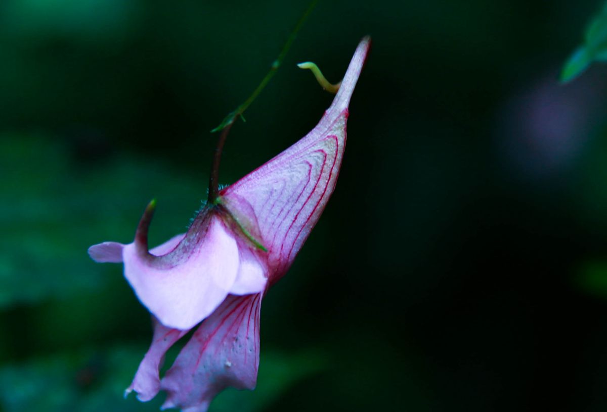龙虾花