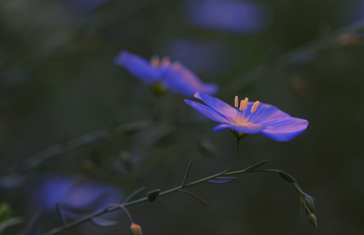 小花