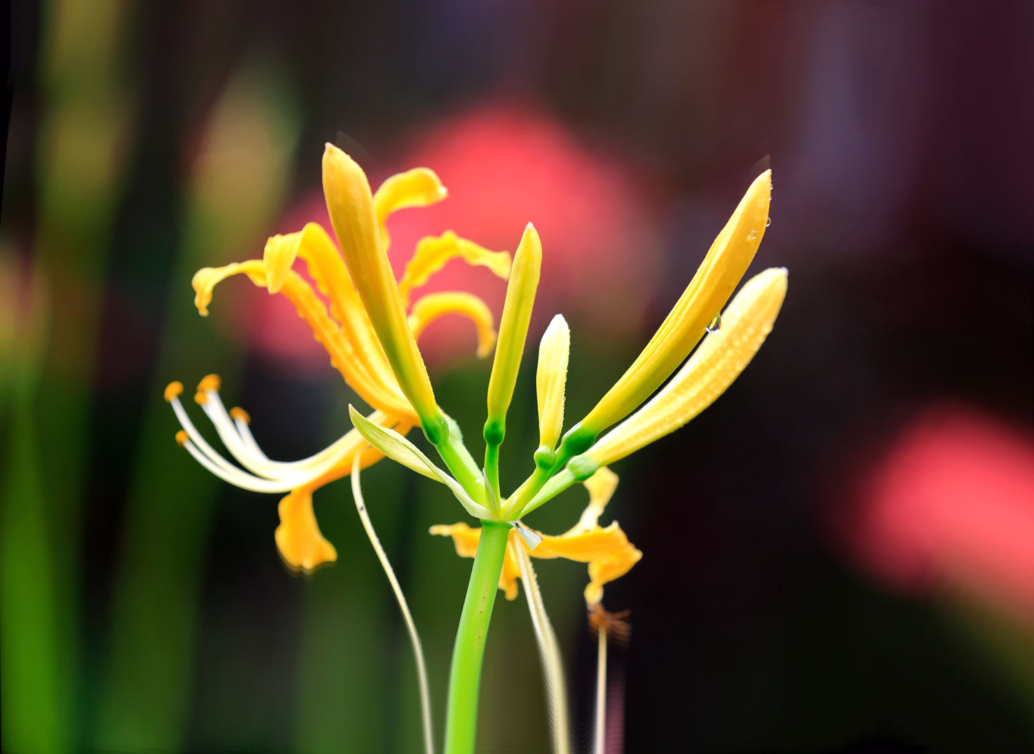 野乌蒜花