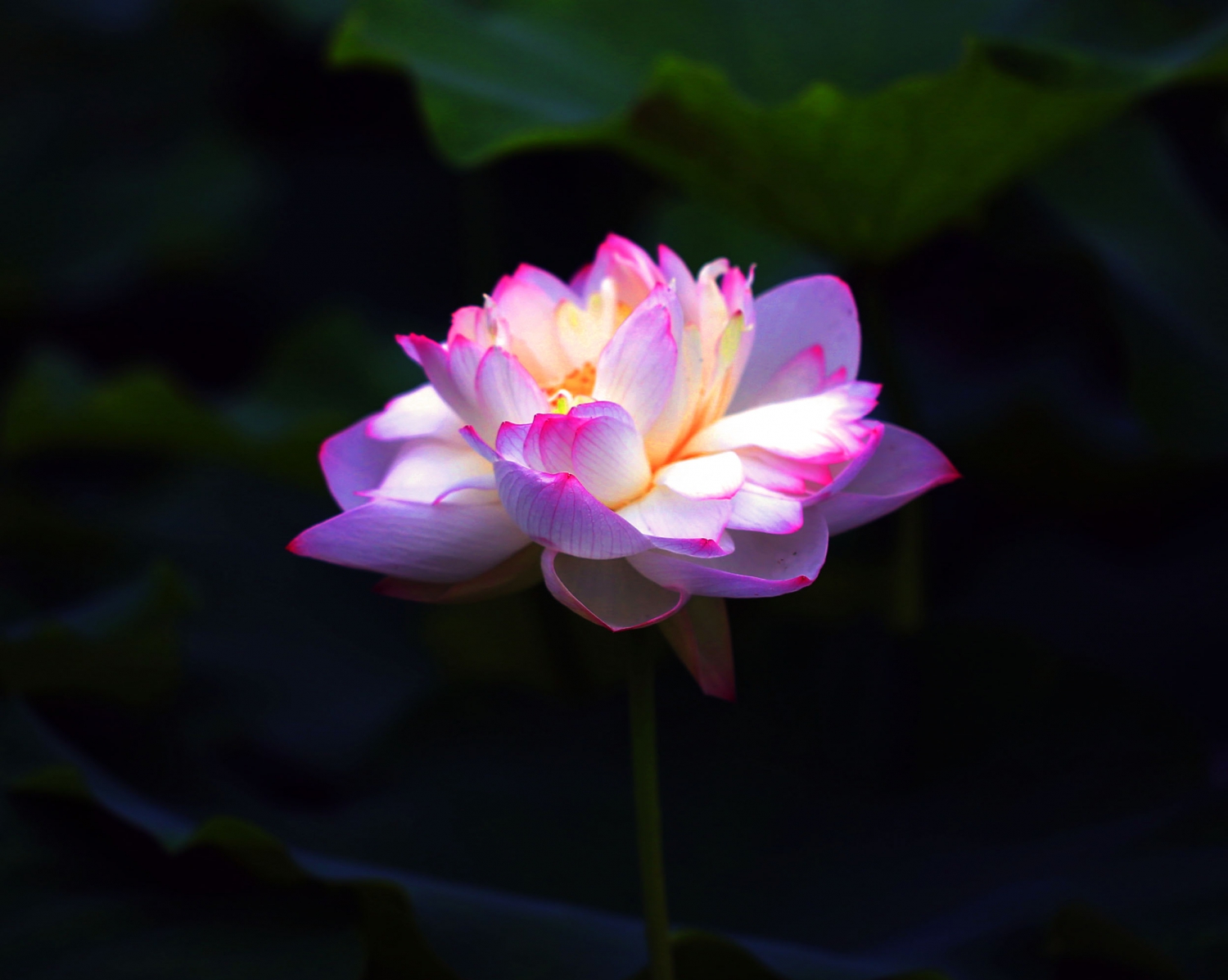 荷花3