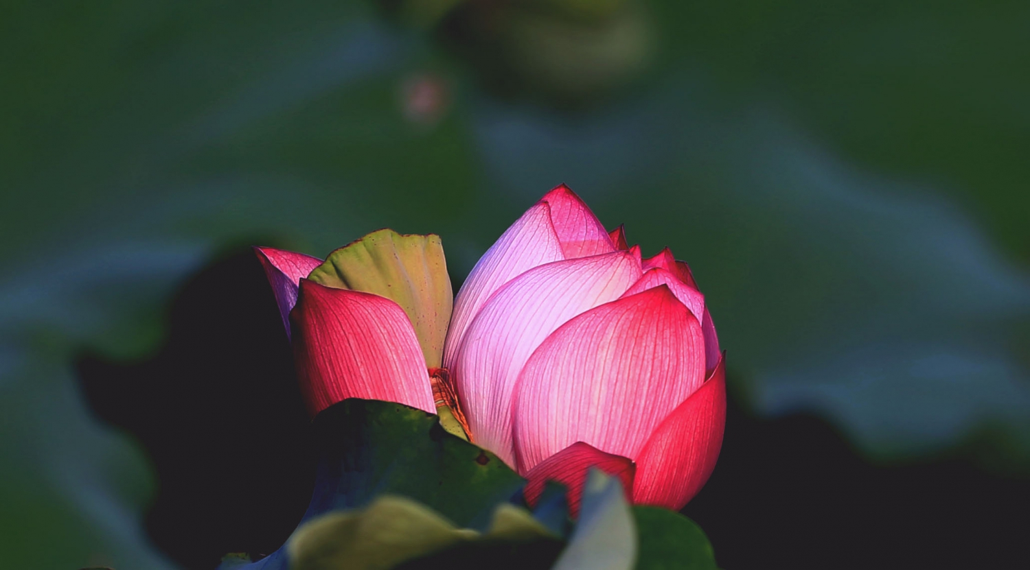 并蒂莲