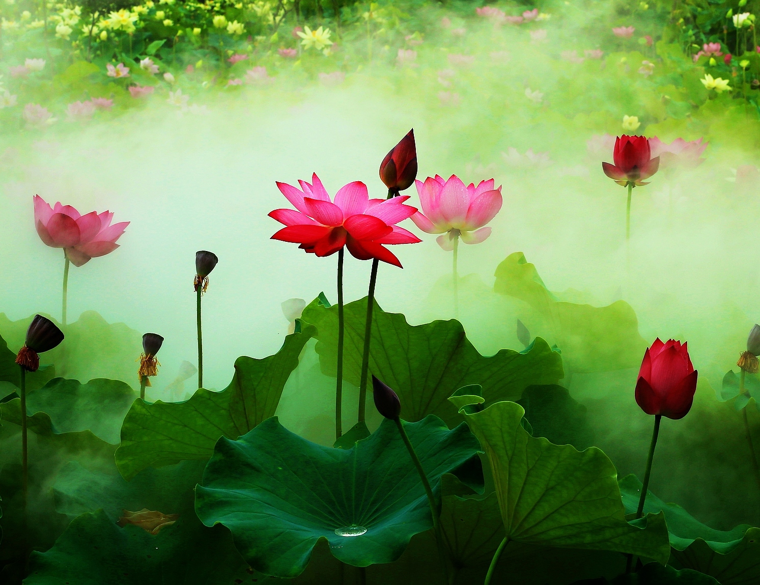 雾里看花