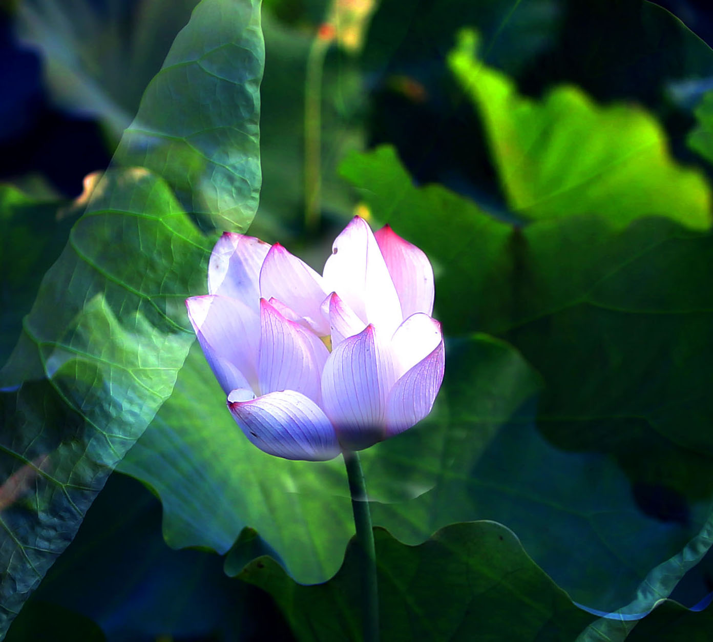 荷花2