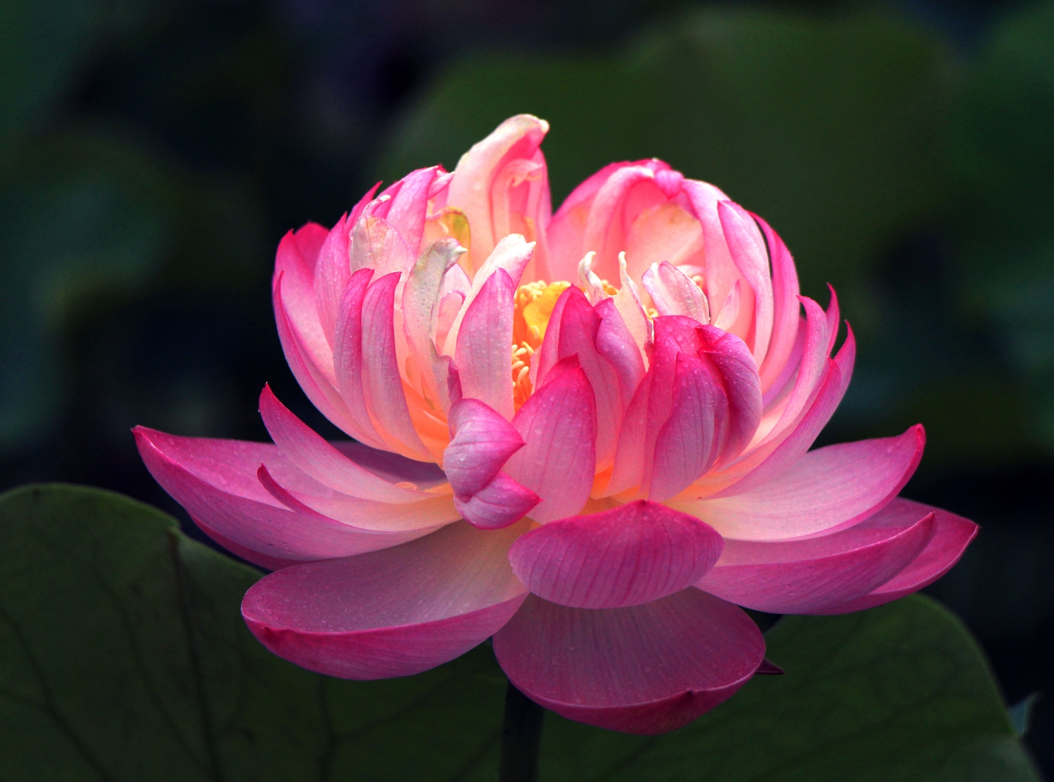 夏荷芬芳2