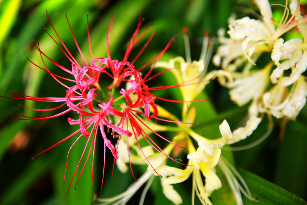 蝶恋花