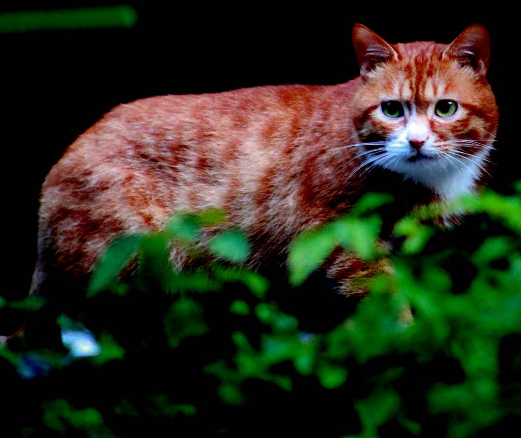 天门山上拍金猫