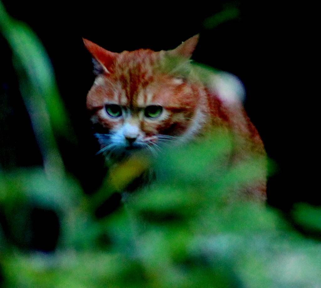 天门山上拍金猫