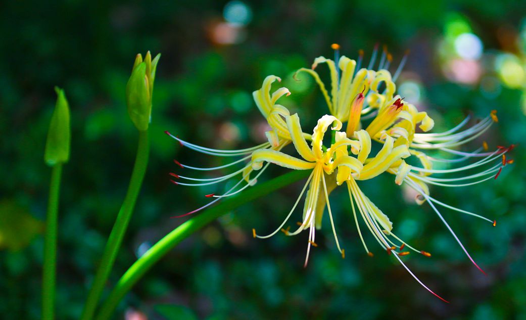 野乌蒜花