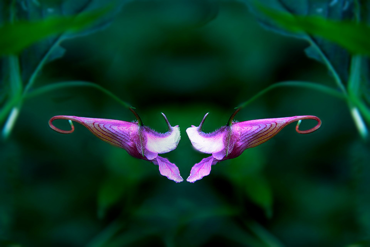 龙虾花开