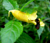 龙虾花