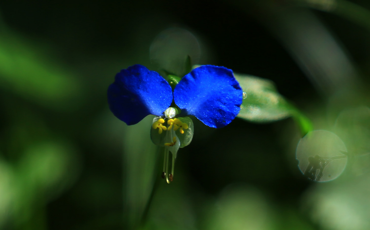 蓝金灵花3