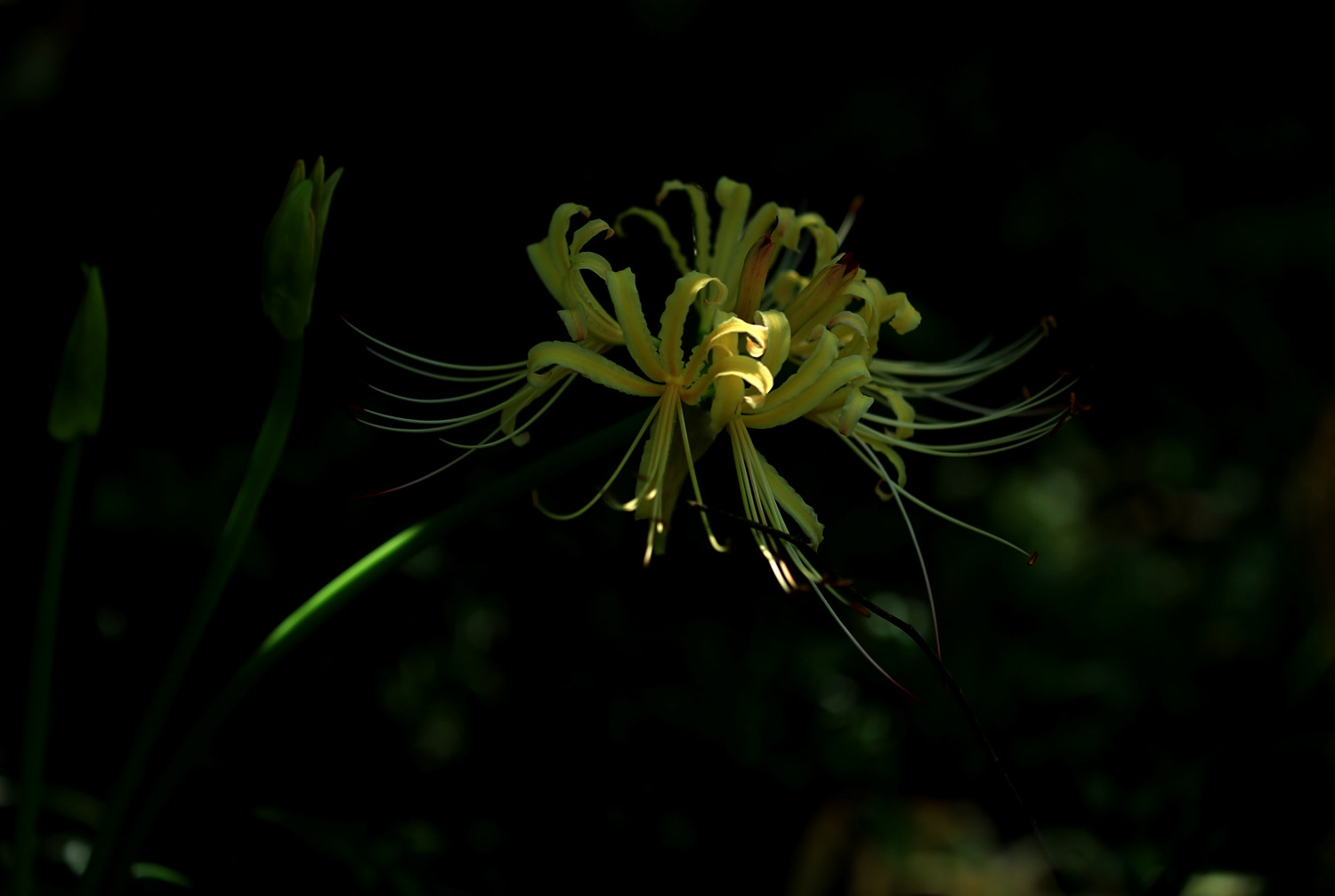 石蒜花
