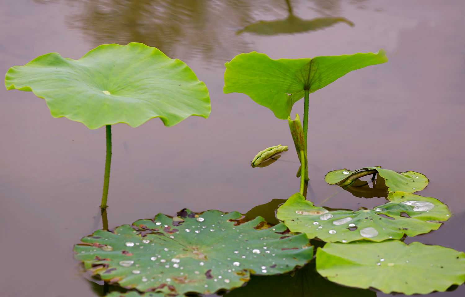 秋荷