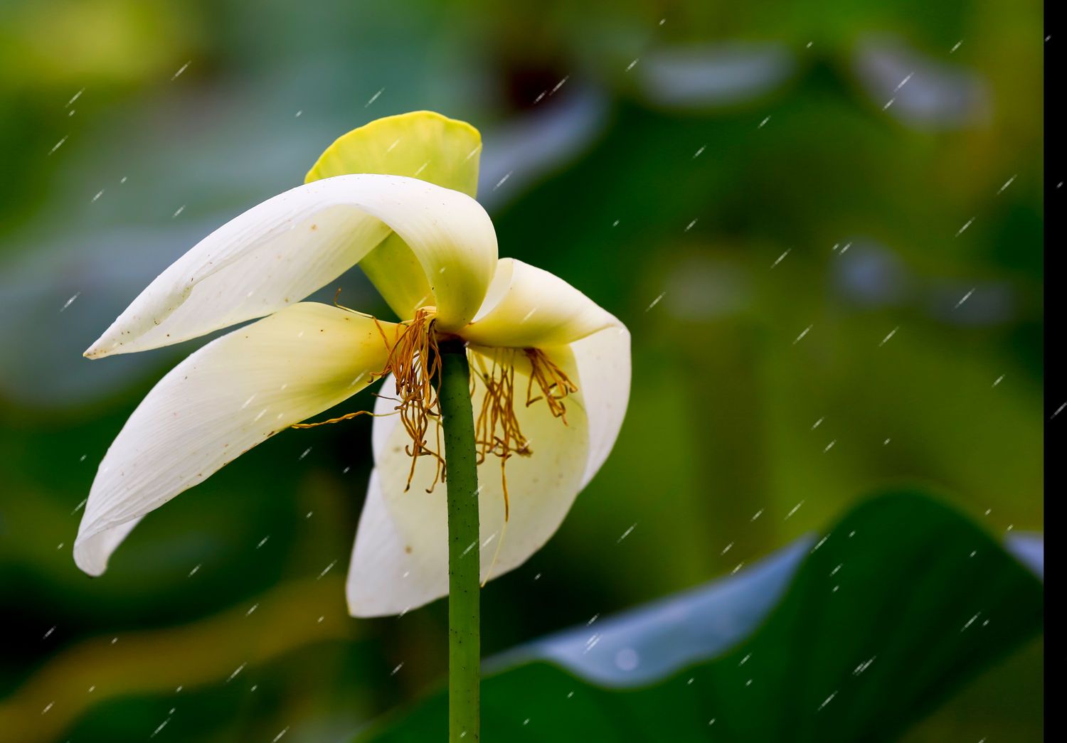 秋雨呜败荷