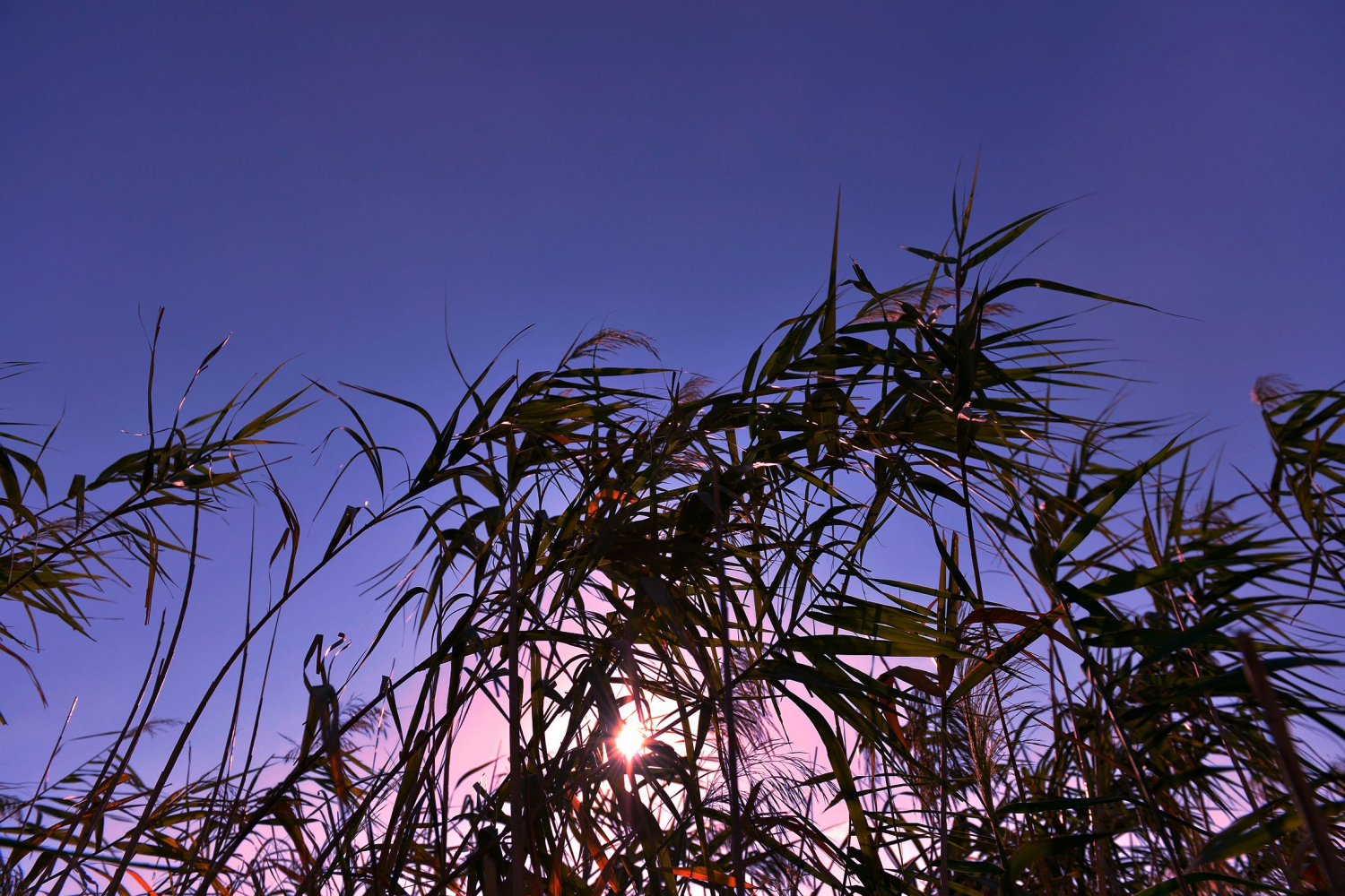 芦苇夕照