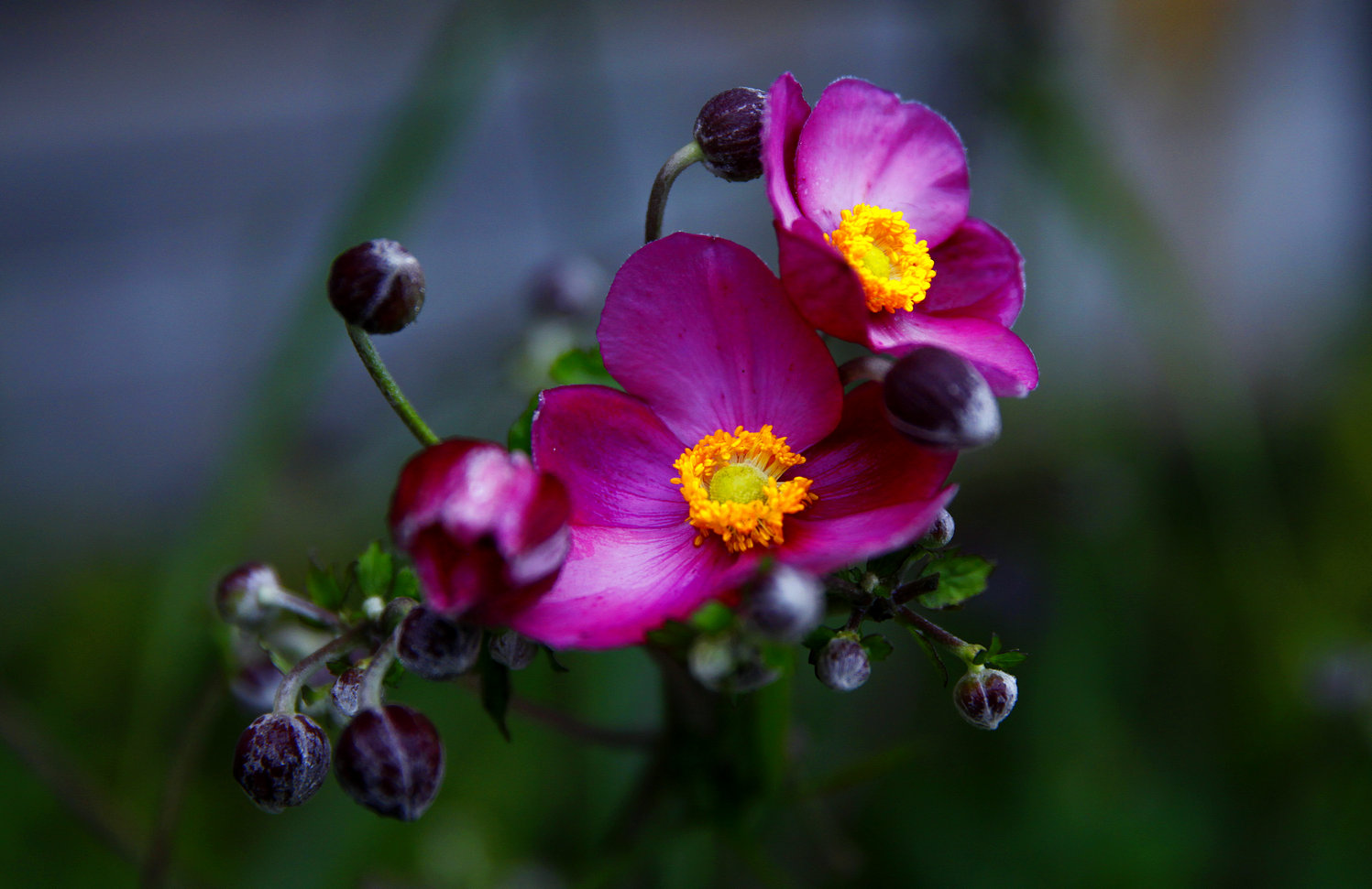 小花