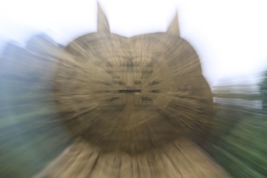 “金丝猫”
