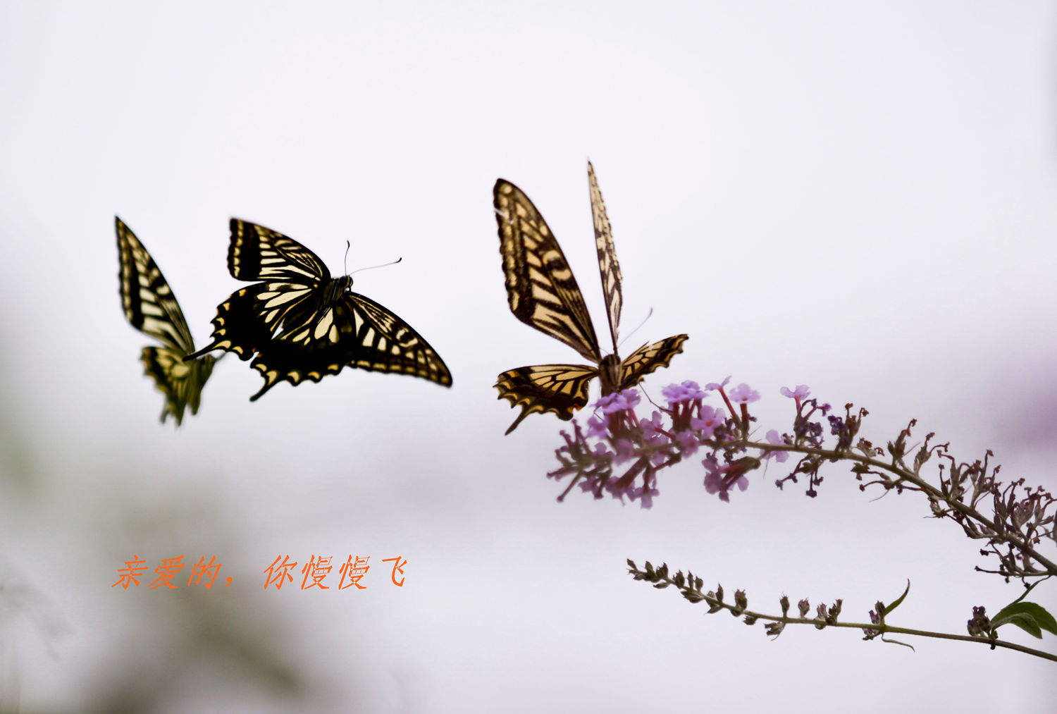亲爱的，你慢慢飞