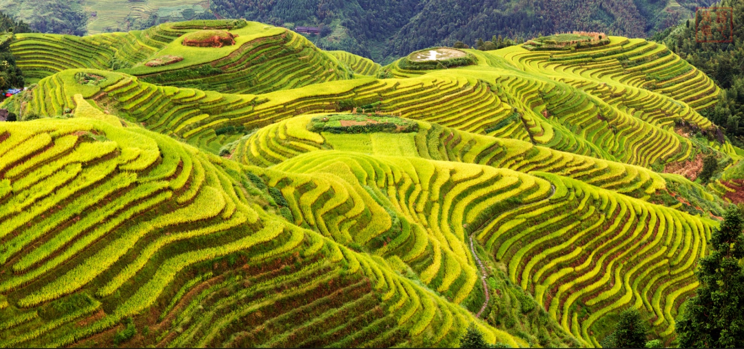 龙胜梯田