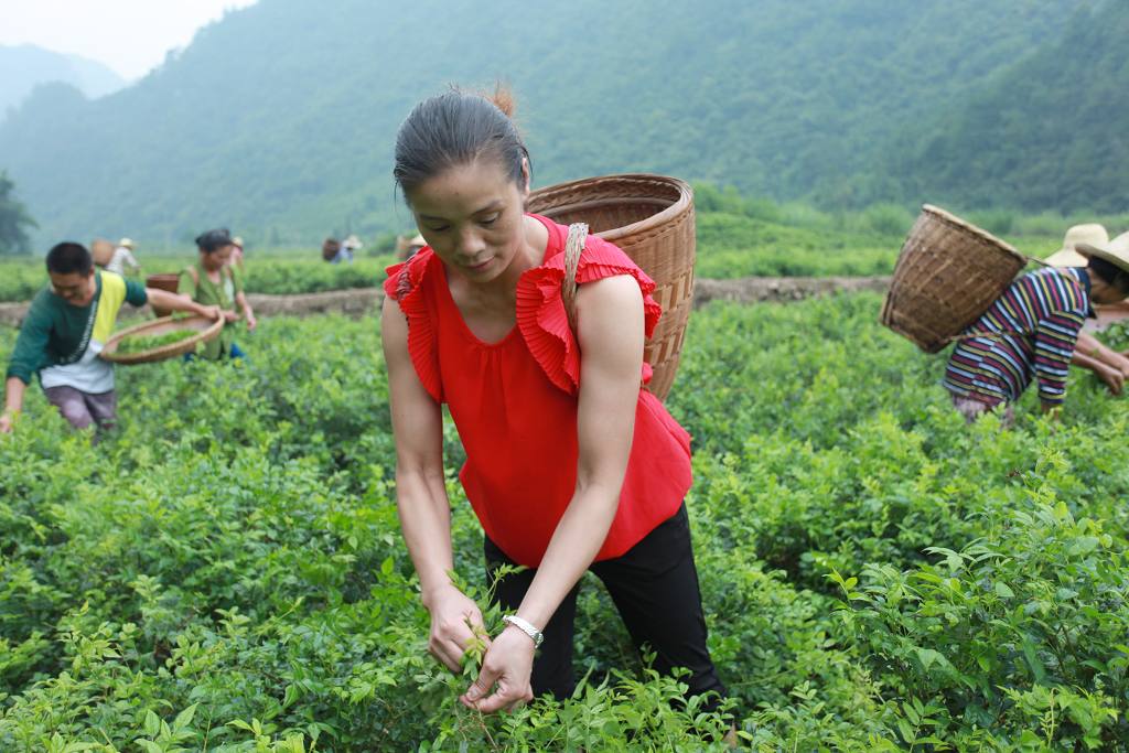 採莓茶