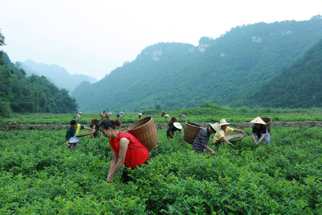 四关峪土家莓茶园