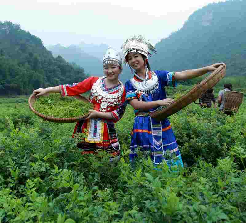 土家採茶女