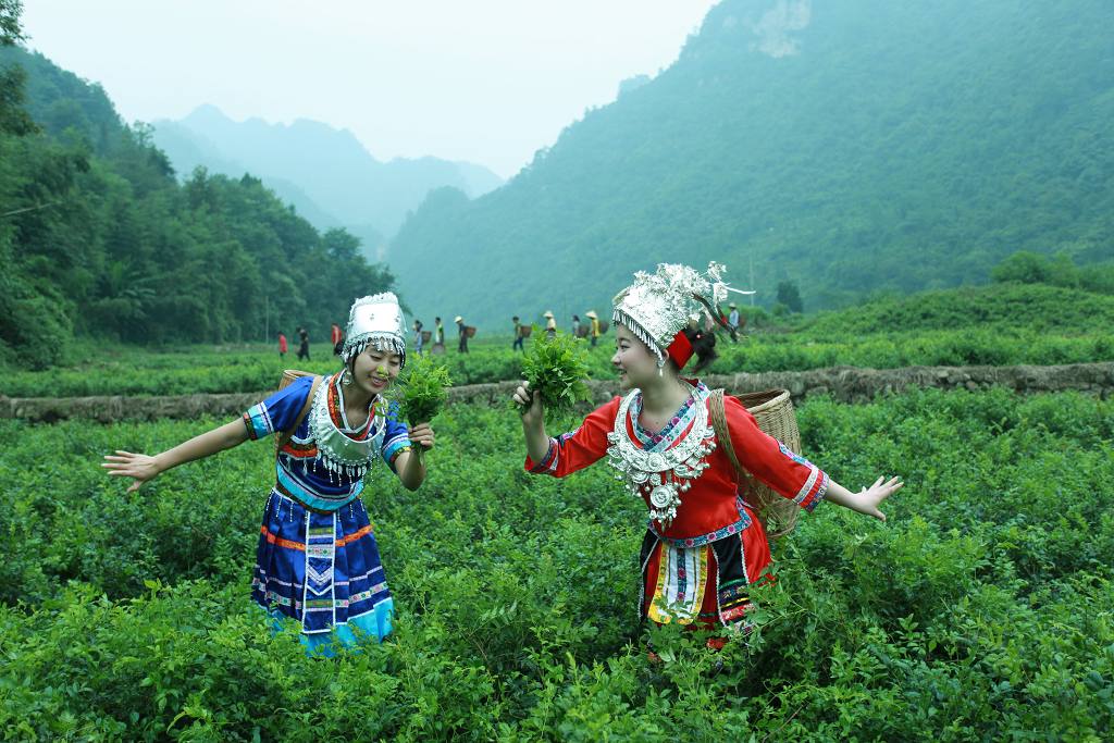 土家採茶女
