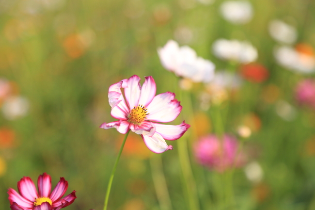 小花
