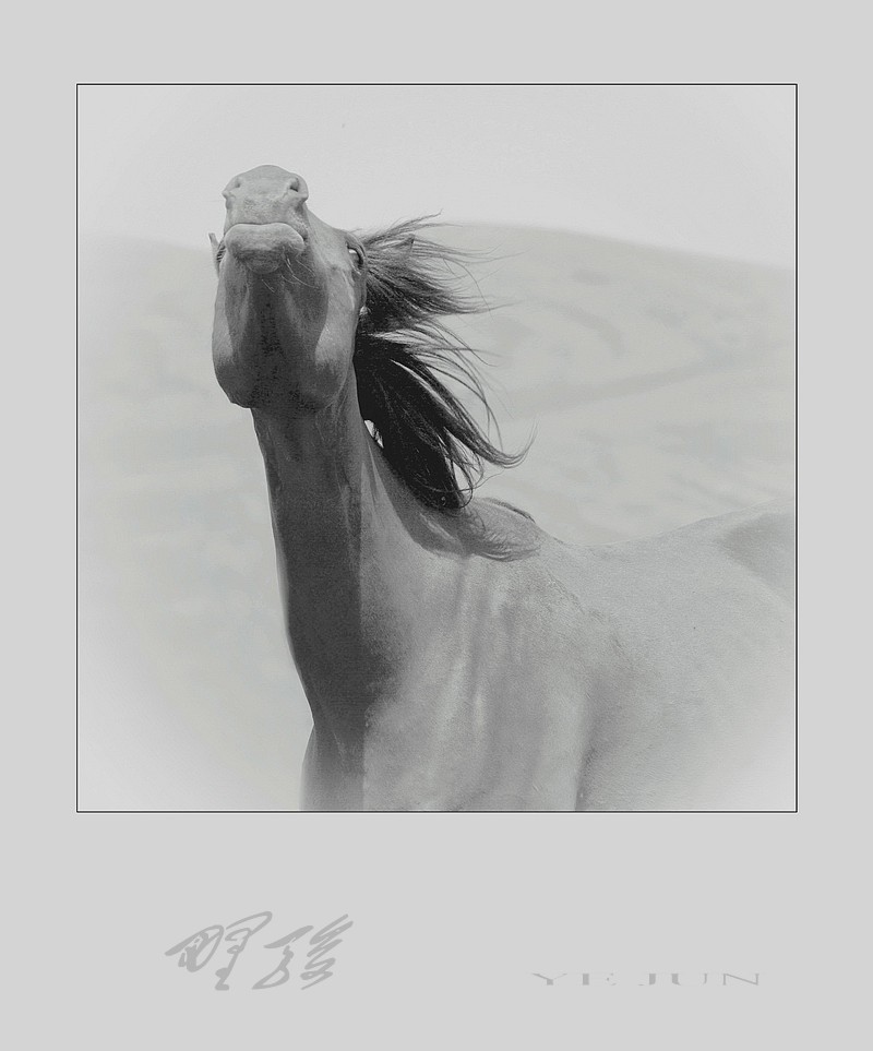 野骏