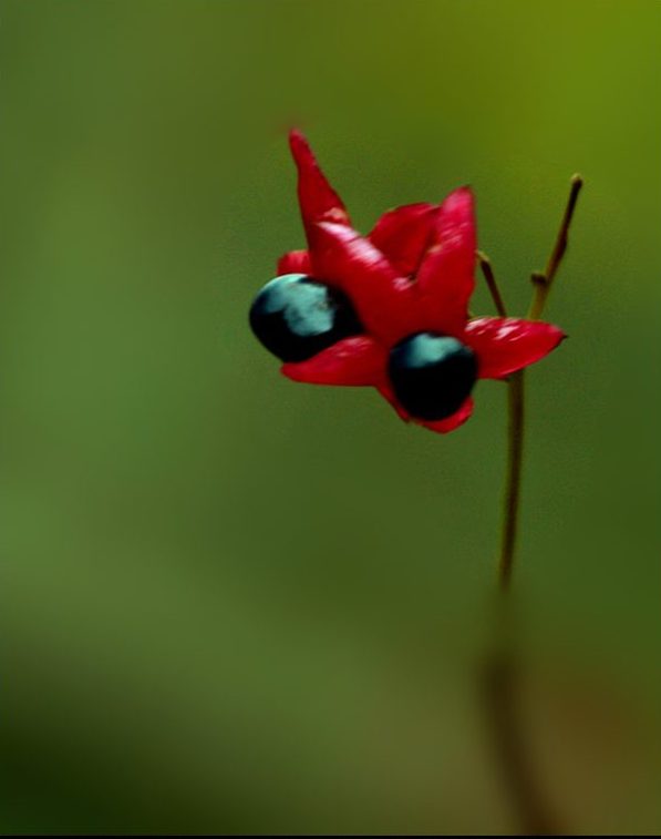 奇花异草