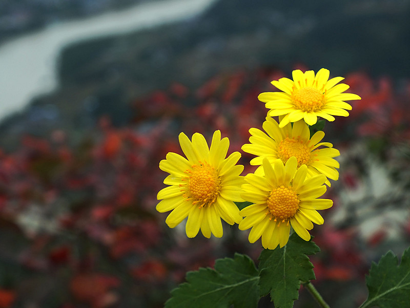 秋菊