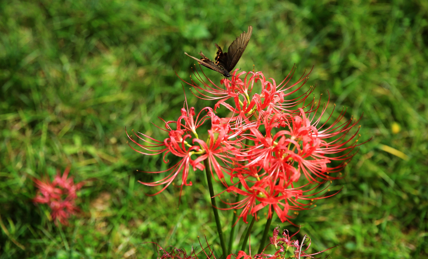 蝶与花
