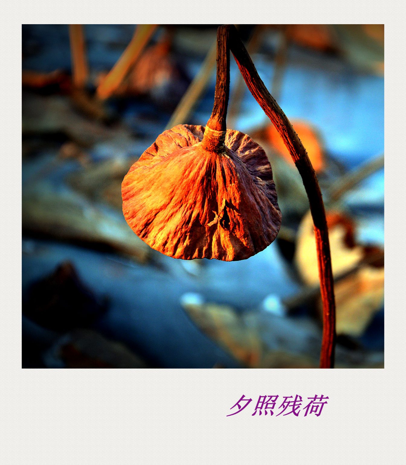 夕照残荷