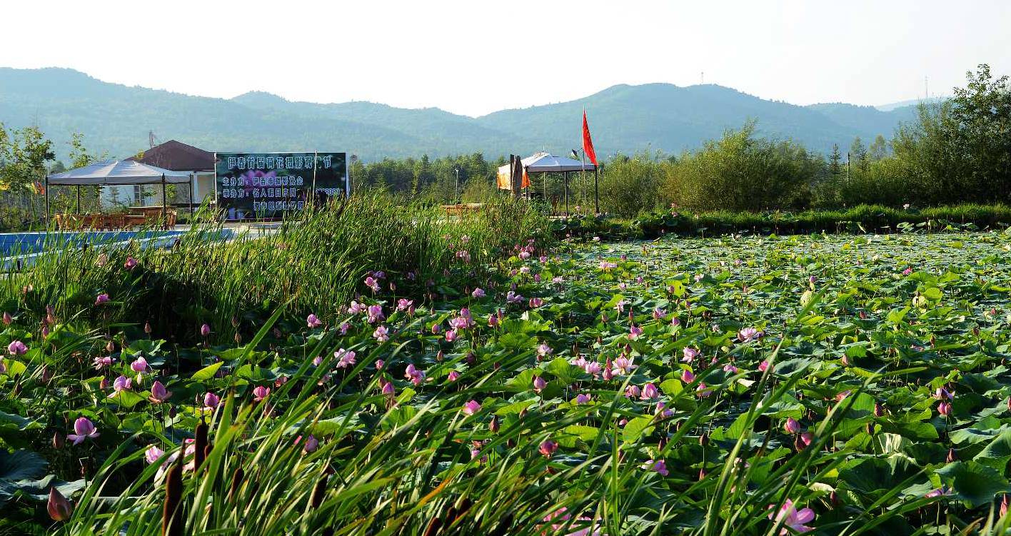 小兴安岭夏荷