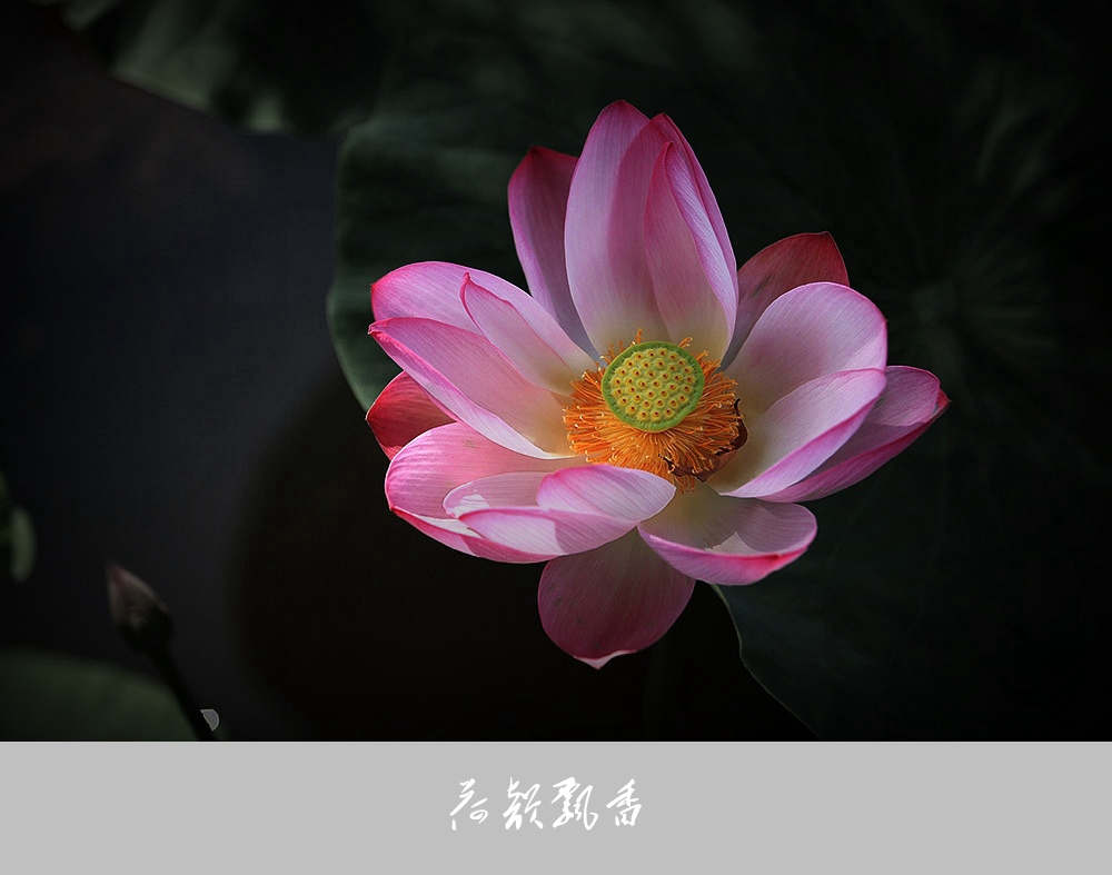 荷韵飘香