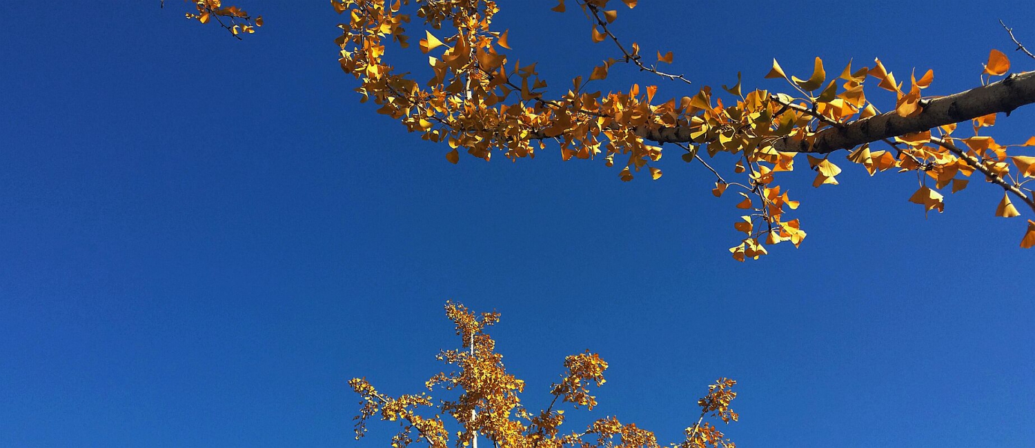 黄叶碧空