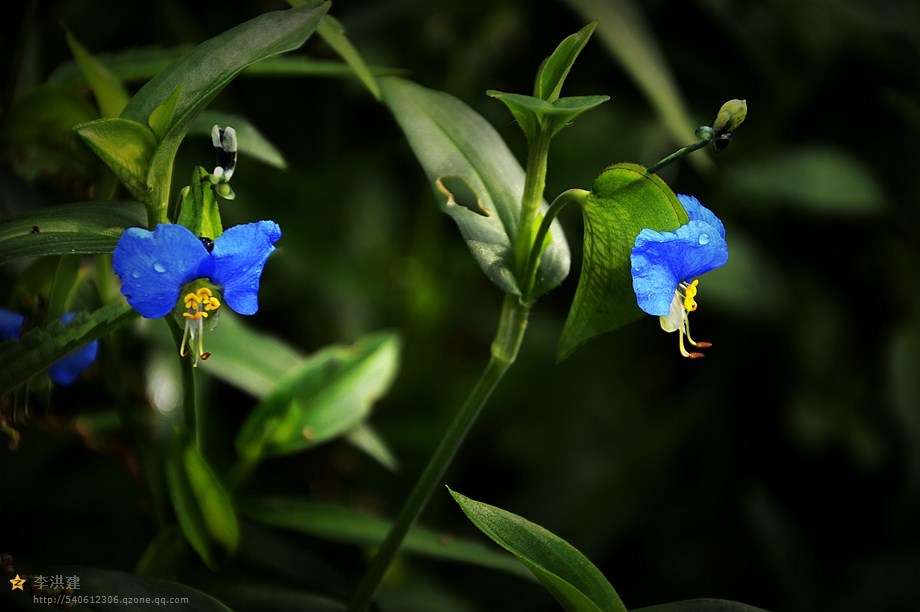 山野花