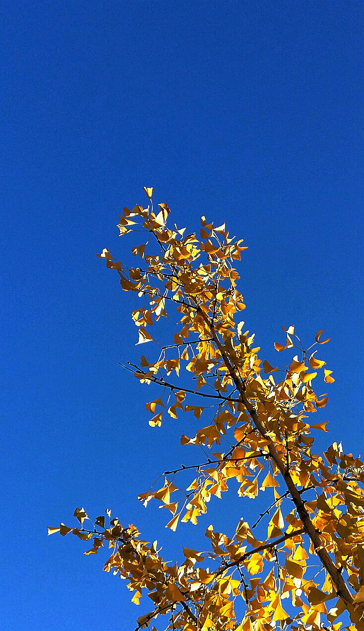 黄叶碧空2