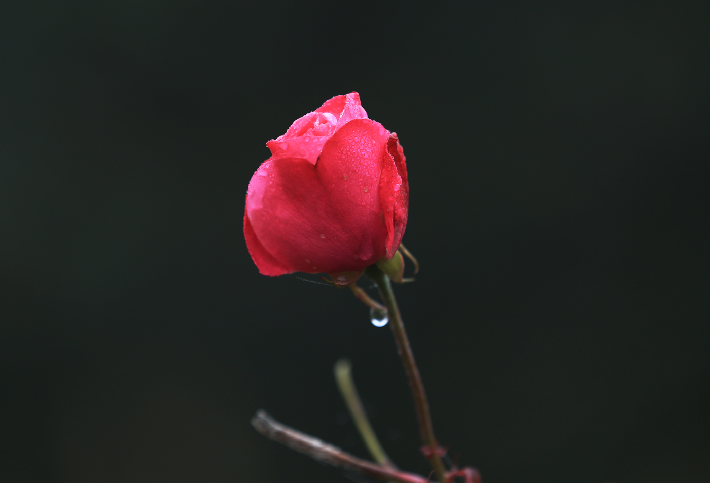 红花独秀