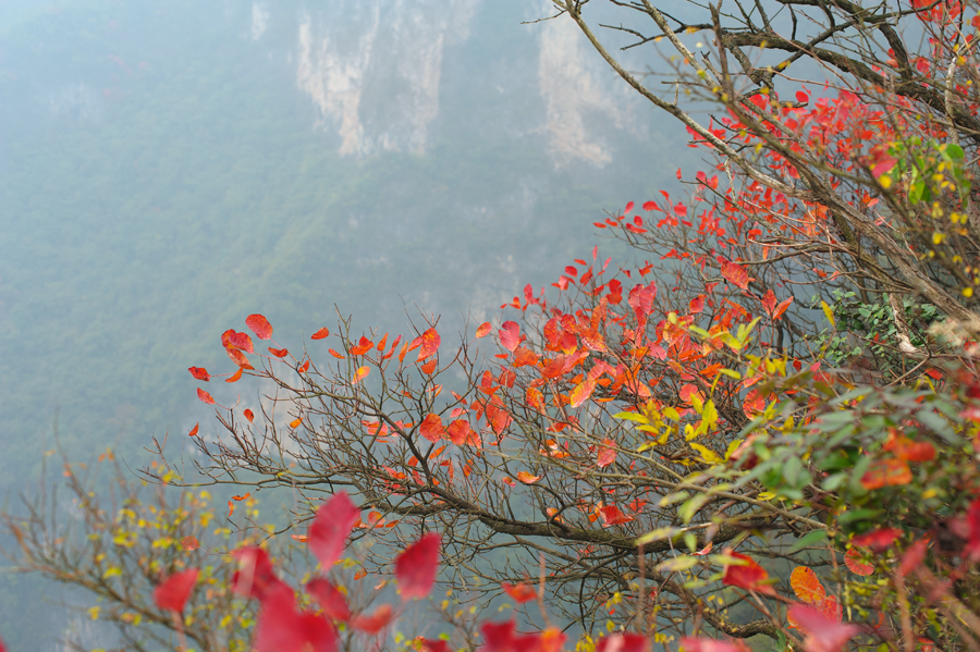 崇山红叶