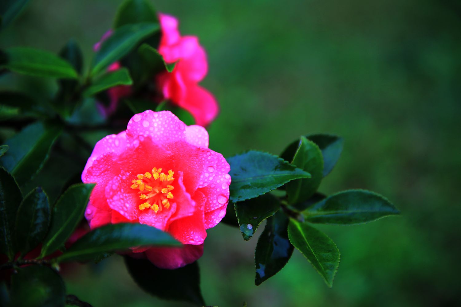 茶花