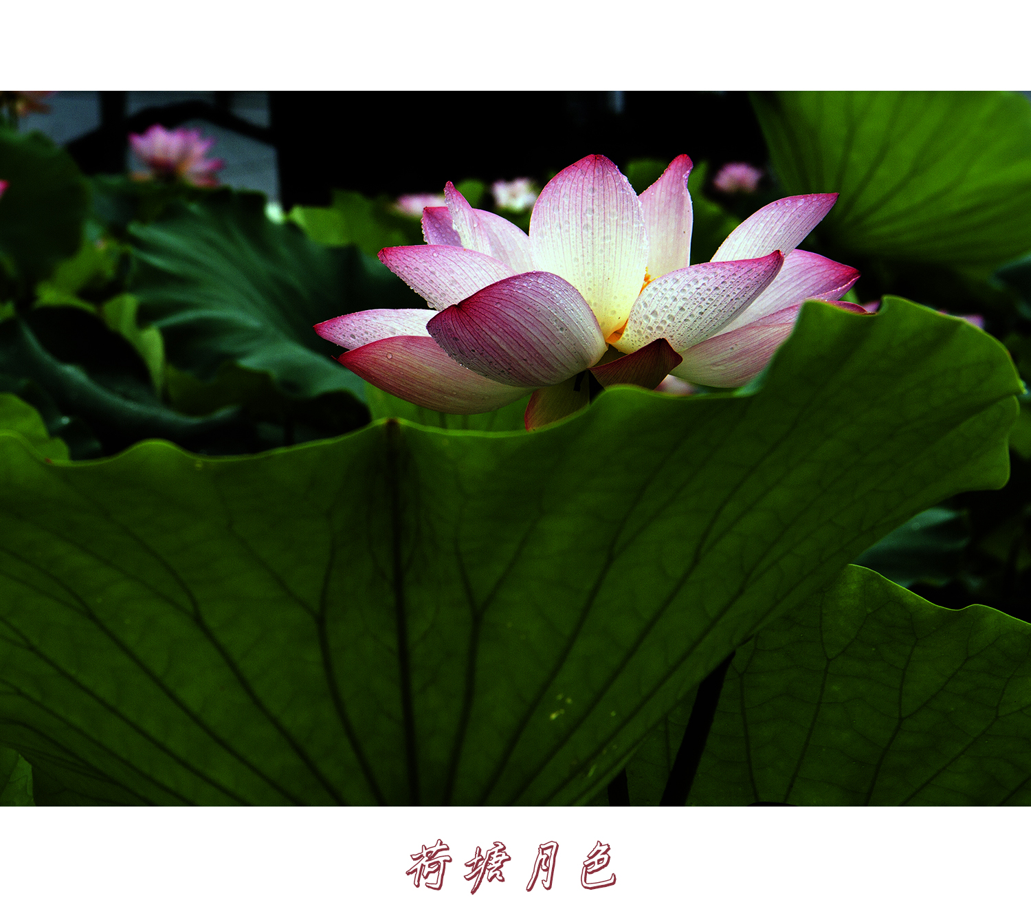 荷塘月色