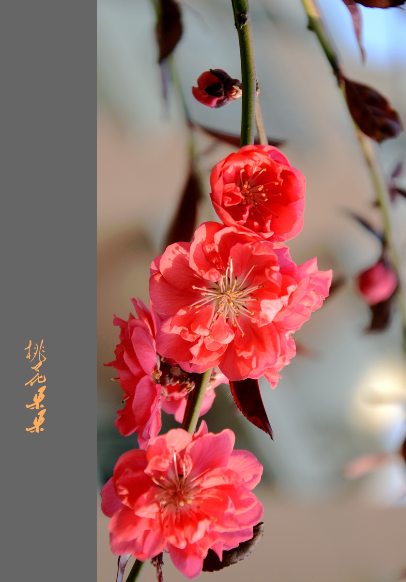 桃花朵朵