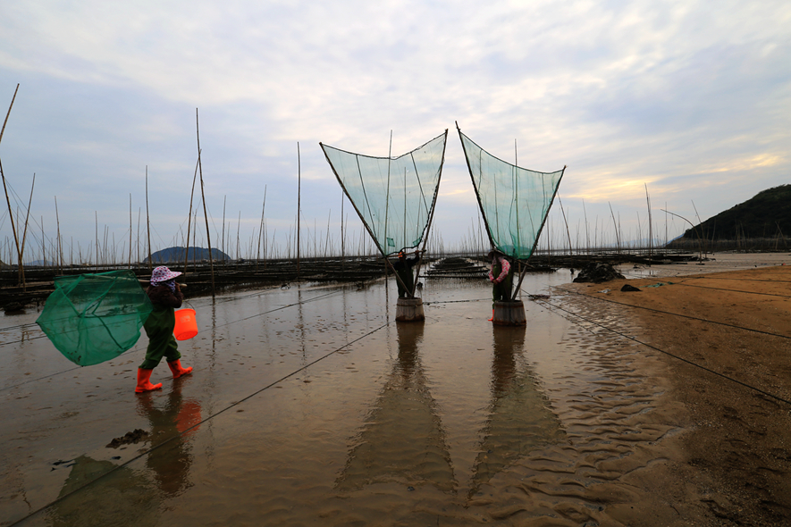 霞浦滩涂