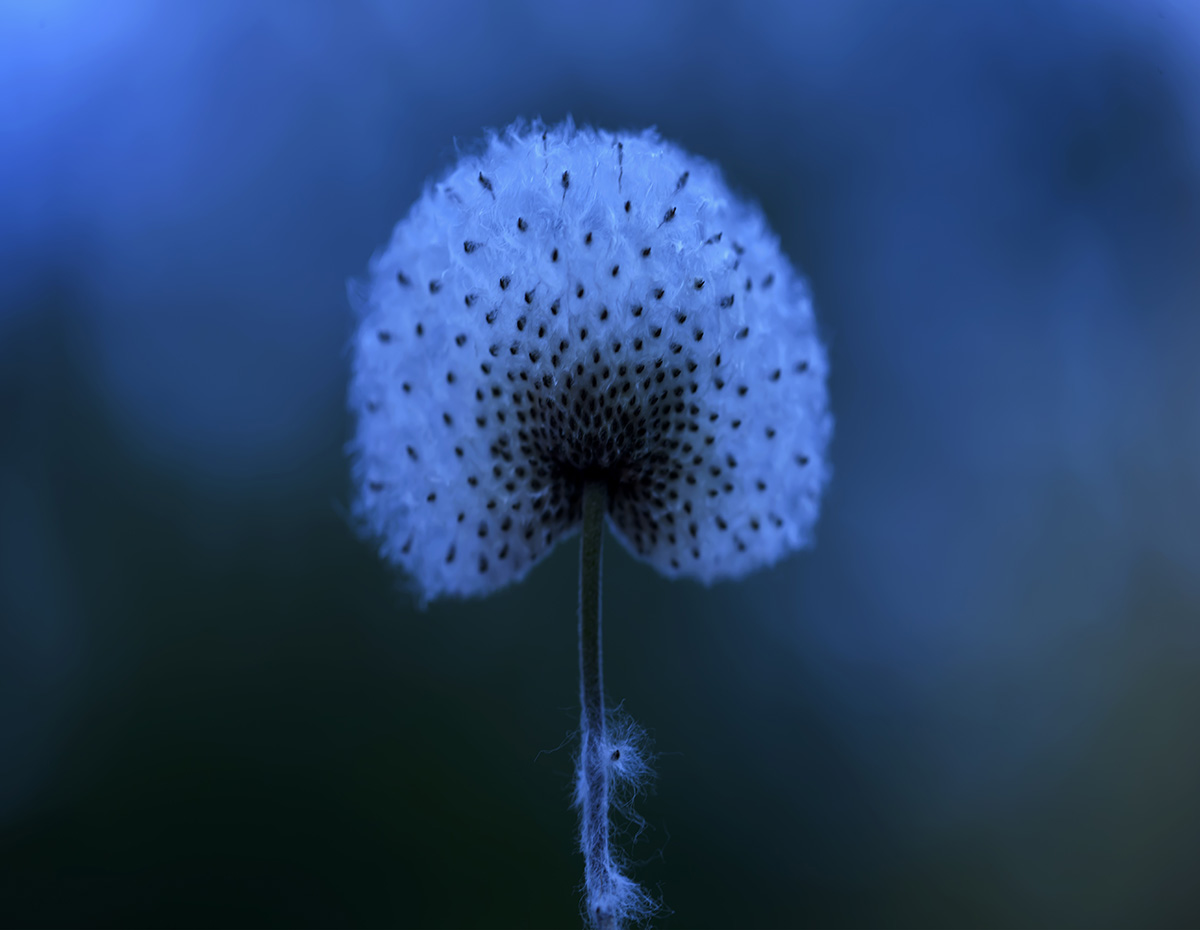 《种》