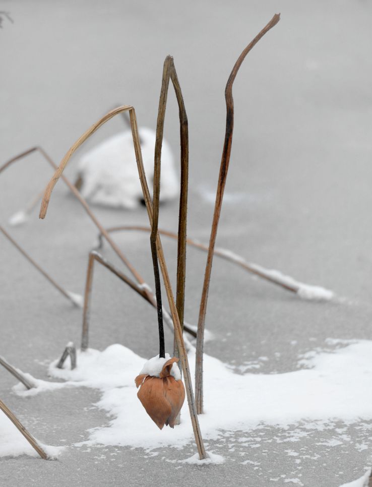 荷殇----吻雪